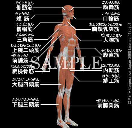 全身骨格筋 （2/8）