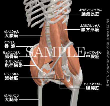 鼠径靭帯