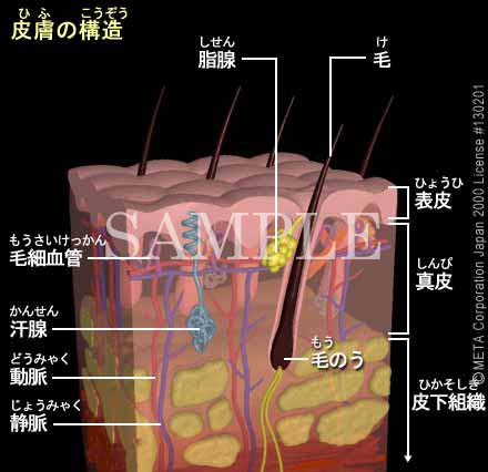 畆̍\ 摜