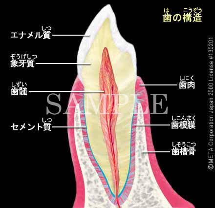 ̍\ 摜