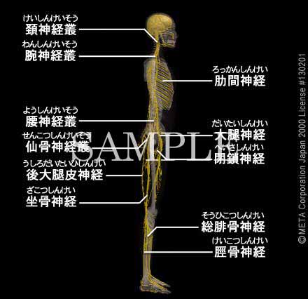 人工神経 (再生医療)