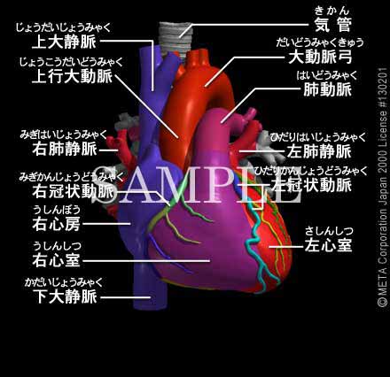 SƊi1/8j 摜