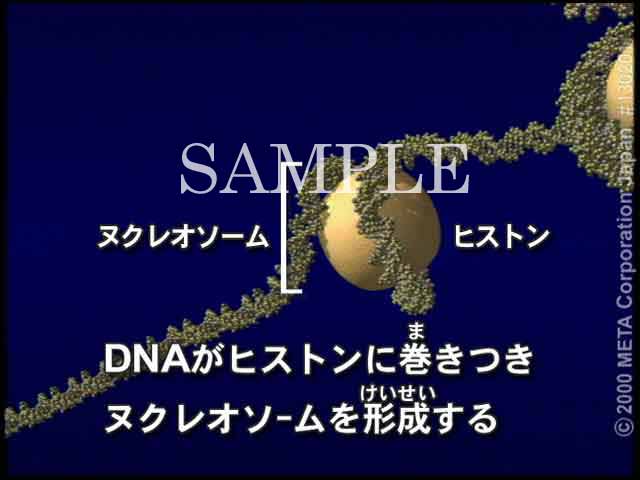 DNAF̂ցi2/6j 摜