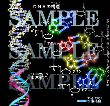 DNA̍\ 摜