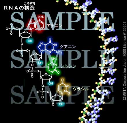 RNA̍\ 摜