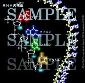 RNA̍\