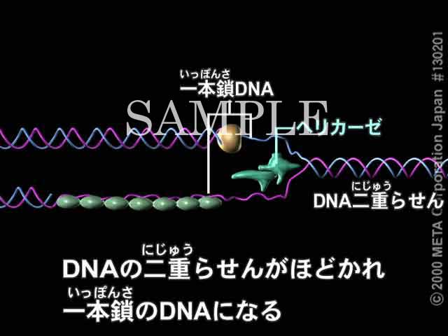 DNA̕i2/6j 摜