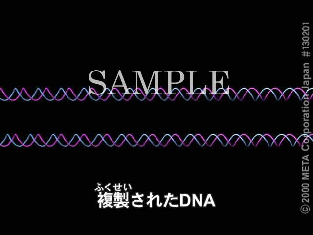 DNA̕i6/6j 摜