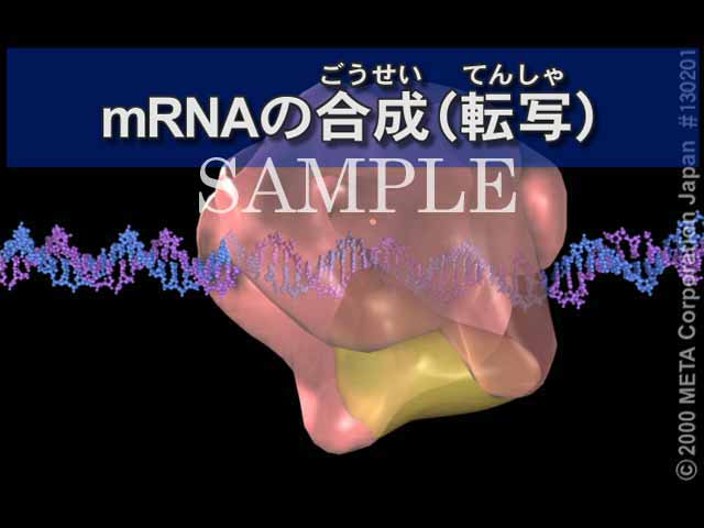 mRNA̍i]ʁji1/7j 摜