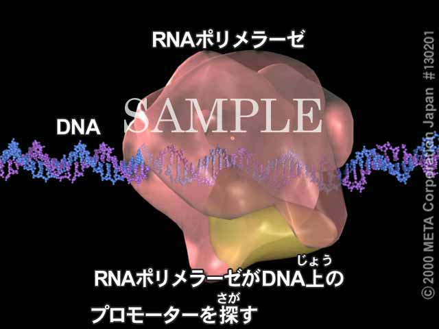 mRNA̍i]ʁji2/7j 摜