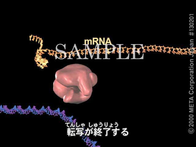 mRNA̍i]ʁji7/7j 摜