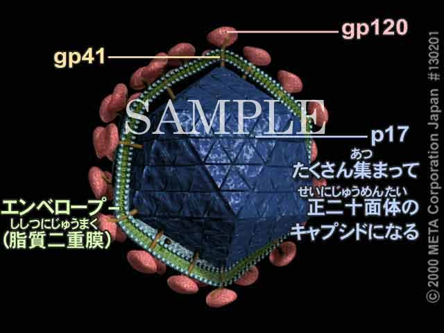 HIV̍\i3/5j 摜