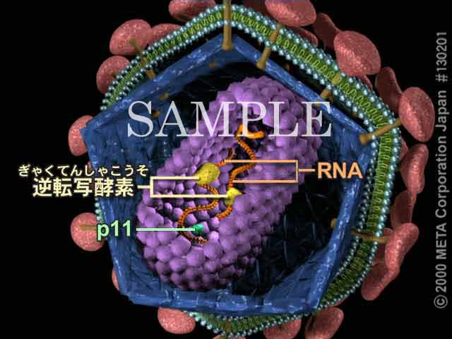 HIV̍\i5/5j 摜